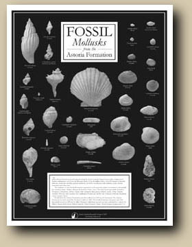 Mollusk Fossils from the Astoria Formation