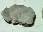 Heteromorph ammonite
