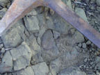 Ammonite in Hudspeth Formation
