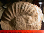 Jurassic ammonite from the Snowshoe Formation