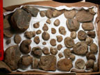 Ammonites from the Hudspeth Formation