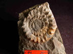 Jurassic ammonite from the Snowshoe Formation