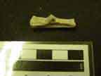 Calcaneum bone from a rabbit