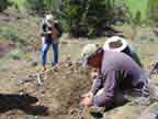 Looking for that ammonite mortality layer