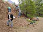 Collecting Clarno Flora