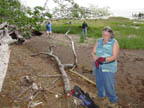 Peg getting ready to collect along the shore of the Columbia River