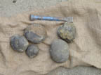 A few concretions I rounded up on the morning dig