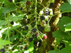 Trail mix - Himalayan blackberries
