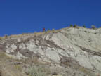 Bill on the ridge