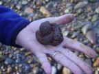 Andys first coprolite find of the day