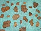 Andrew Blands coprolite finds