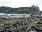 Coaledo Formation - Coos Bay, Oregon