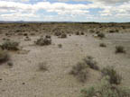 Desert sands covered in thousands of gastropods