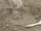 Lower horse jaw with incisors exposed