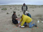 Plaster jacketing the low jaw to the horse