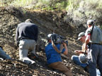 Collecting Jurassic ammonites in the Snowshoe Formation